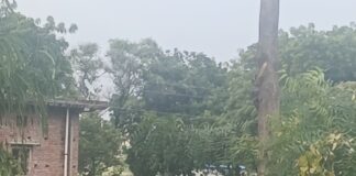 सुरेरी पुलिस की तत्परता: पुरानी रंजिश में नीम का पेड़ काटा, थाना अध्यक्ष राजेश मिश्र खुद मौके पर पहुंचे और मुकदमा दर्ज कराया